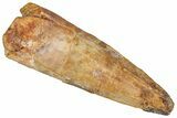 Fossil Spinosaurus Tooth - Real Dinosaur Tooth #360131-1